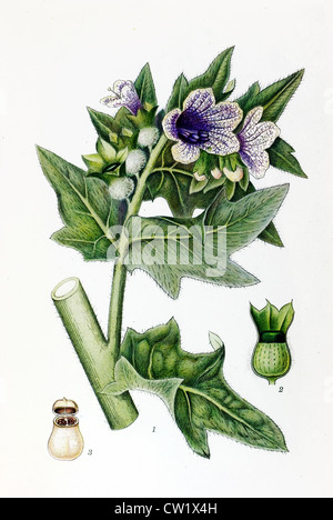 La jusquiame noire Banque D'Images