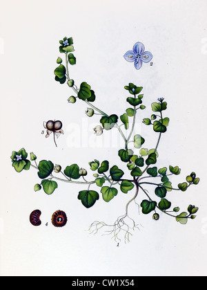 Le Ivy-leaved speedwell Banque D'Images