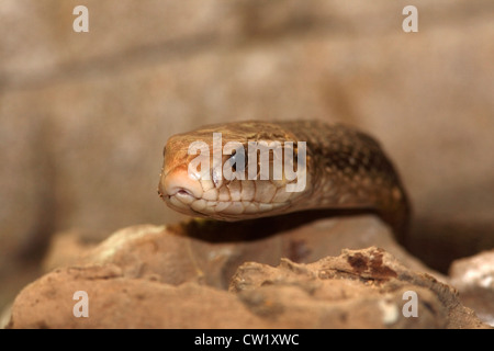 Un roi serpent brun, ou Mulga Serpent, Pseudechis australis. Aussi connu sous le nom de cobra de Pilbara. Banque D'Images