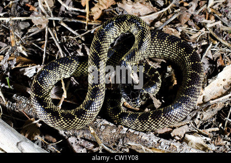 Désert (Lampropeltis getula Kingsnake, splendida), au nord de San Antonio, Socorro county, Nouveau Mexique, USA. Banque D'Images