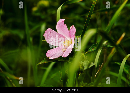 Ketmie des marais à la mi-août dans l'Ohio - trouvé dans la zone marécageuse du parc local Banque D'Images