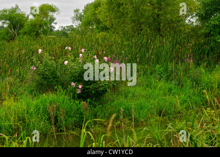Ketmie des marais à la mi-août dans l'Ohio - trouvé dans la zone marécageuse du parc local -- la couleur rose bush dans les bois Banque D'Images