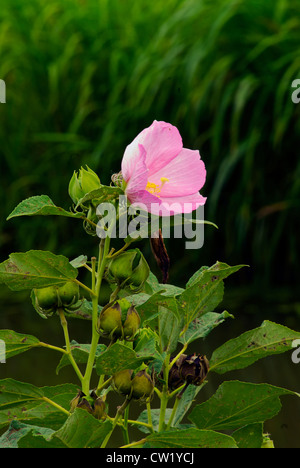 Ketmie des marais à la mi-août dans l'Ohio - trouvé dans la zone marécageuse du parc local - usine complet illustré Banque D'Images