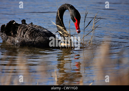 Black Swan (Cygnus atratus ) dans l'eau d'alimentation Banque D'Images