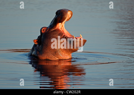 Jeune Hippopotame (Hippopotamus amphibius) avec montage ouvert dans l'eau, l'Afrique du Sud Banque D'Images