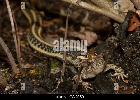 Couleuvre mince (Thamnophis sauritus) manger un crapaud de fowler (Bufo (Anaxyrus fowleri)) Banque D'Images