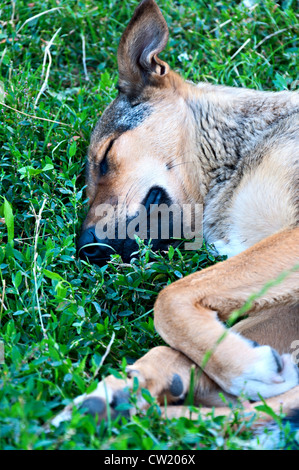 Chien sans-abri dormir sur l'herbe verte dans le parc de la ville. Banque D'Images