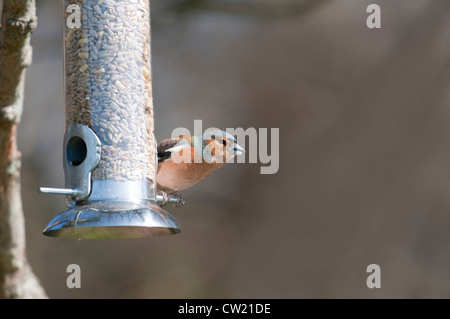 Un homme, Fringilla coelebs Chaffinch, se nourrissant de coeurs de tournesol d'une mangeoire suspendue, Fairlight, Sussex, UK Banque D'Images