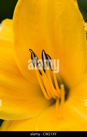 Hemerocallis 'Chicago Sunrise'. Close up of Day Lily étamines. Banque D'Images