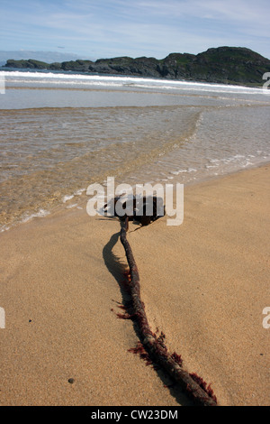 Sea Kelp échoué sur une plage de sable. Banque D'Images