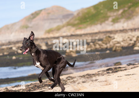 Un chien qui court sur le sable. Banque D'Images