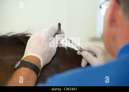 Un vétérinaire tirant blouson morsure sur le garrot d'un cheval de race Thoroughbred bay Banque D'Images