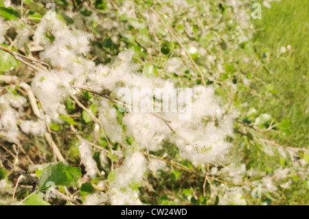 Peuplier blanc couvert par fluff avec de l'herbe sur l'arrière-plan. Shallow DoF. Banque D'Images