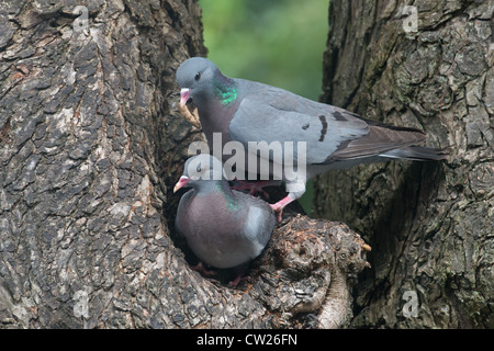 Paire de tourterelles STOCK Columba oenas prend dans nid de feuilles. Au printemps. UK Banque D'Images