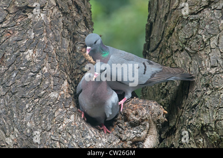 Paire de tourterelles STOCK Columba oenas prend dans nid de feuilles. Au printemps. UK Banque D'Images