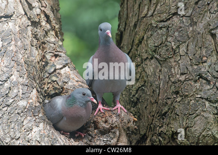 STOCK MÂLES ET FEMELLES COLOMBES Columba oenas SUR NID. Au printemps. UK Banque D'Images