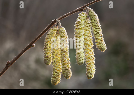 Le Noisetier Corylus avellana chatons mâles mûrs Banque D'Images