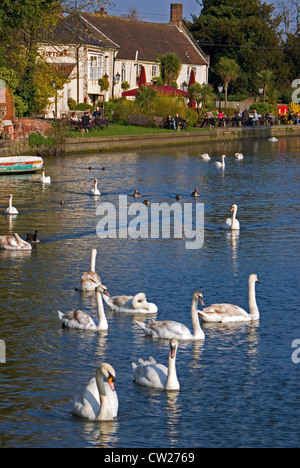 Les cygnes et les oiseaux sur la rivière Yare, partie de la Norfolk Broads, à Thorpe St Andrew, Norwich, Norfolk, avec Riverside Pub beyo Banque D'Images