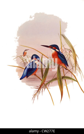 Illustration de la white-throated Kingfisher martin-pêcheur à ventre blanc,ou Smyrne Kingfisher trouvés de l'Eurasie à l'Asie du sud Banque D'Images