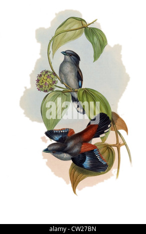 Serilophus rubropygius d'illustration, Hodgson's,Broadbill Broadbill rouge, ou le Népal Broadbill par John Gould à collier Banque D'Images