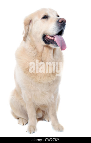 Golden retriever pure race, assis devant un fond blanc Banque D'Images