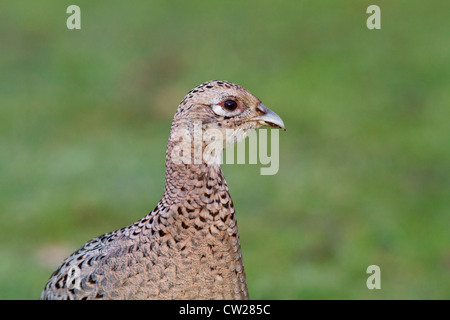 Le faisan commun (Phasianus colchicus) de la tête d'une femme adultes profil, marcher sur l'herbe, Norfolk, Angleterre, Royaume-Uni, Europe Banque D'Images