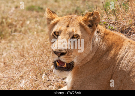 Lion (Panthera leo) adulte lionne dans close-up face à l'appareil photo avec la bouche ouverte montrant les dents, Kenya, Afrique de l'Est Banque D'Images