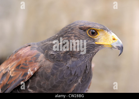 Portrait d'un Hawk, Parabuteo unicinctus Harris Banque D'Images