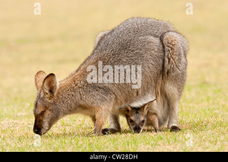 Red-necked wallaby (Macropus rufogriseus) femelle adulte avec Joey en sachet, les deux se nourrissant d'herbe, Queensland, Australie Banque D'Images