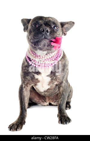 Portrait d'un bouledogue français pure race avec fleur en studio Banque D'Images