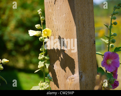 Dans l'Abeille sauvage fleurs roses trémières (guimauve) Banque D'Images