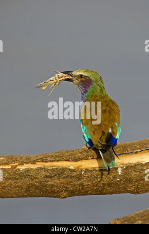 Lilac-breasted roller avec grasshopper, Samburu, Kenya Banque D'Images