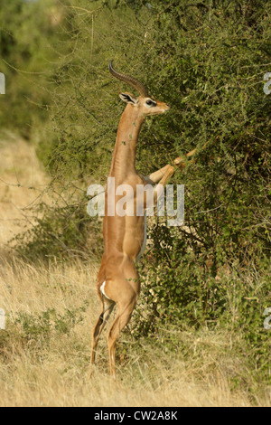 Gerenuk mâle debout sur les pattes arrière pour parcourir l'acacia, Samburu, Kenya Banque D'Images