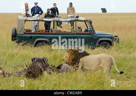 Les touristes regarder un lion s'alimentent d'une carcasse d'hippopotames, Masai Mara, Kenya Banque D'Images