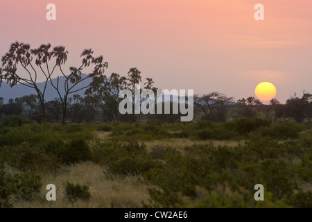 Lever du soleil et de palmiers doum, Samburu, Kenya Banque D'Images