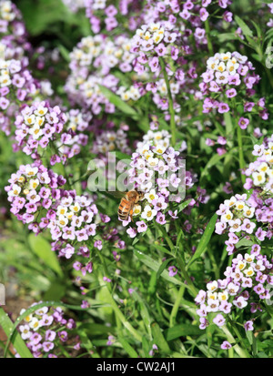 L'abeille européenne (Apis mellifera) sur Sweet Alyssum Tapis Royal (Lobularia maritima) fleurs. Banque D'Images