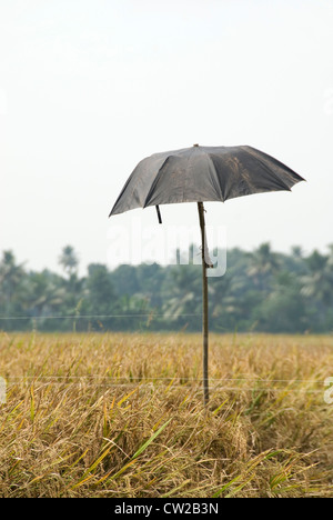 Lié à un parapluie sur poteau (épouvantail) de fortune dans une rizière à Wade les oiseaux et les corbeaux - Kuttanadu, Alappuzha, Kerala Banque D'Images