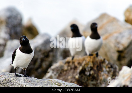 Peu de pingouins ou Alle alle Mergule nain sur le rocher Svalbard Norvège Cercle Arctique Banque D'Images