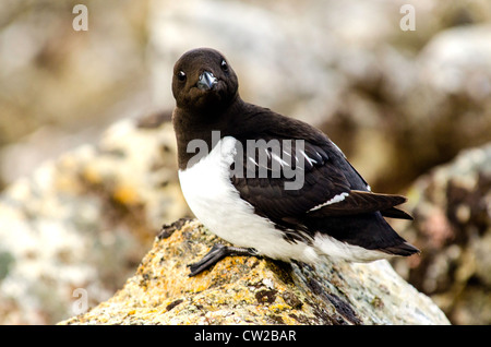 Petit pingouin ou Alle alle Mergule nain sur le rocher Svalbard Norvège Cercle Arctique Banque D'Images