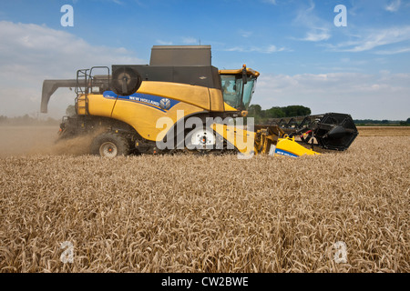 La récolte de blé d'hiver cordiale dans le Lincolnshire Banque D'Images