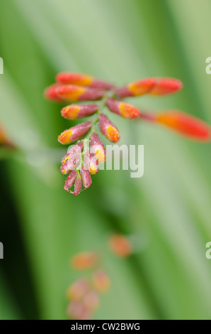 Crocosmia genre Iridaceae coppertips chute d'étoiles fleurs montbretia contre lame mince vert feuilles Banque D'Images