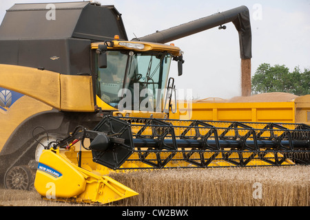 La récolte de blé d'hiver cordiale dans le Lincolnshire Banque D'Images