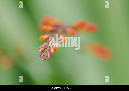 Crocosmia genre Iridaceae coppertips chute d'étoiles fleurs montbretia contre lame mince vert feuilles Banque D'Images