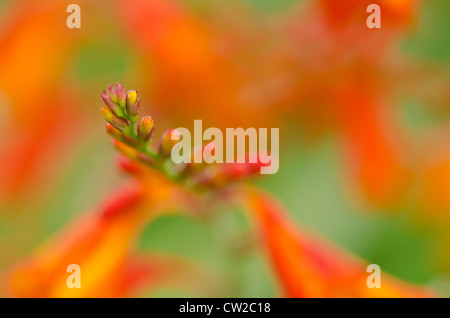 Crocosmia genre Iridaceae coppertips chute d'étoiles fleurs montbretia contre lame mince vert feuilles Banque D'Images