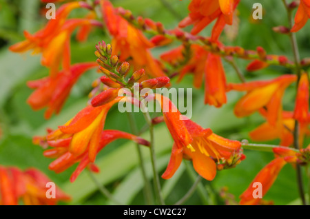 Crocosmia genre Iridaceae coppertips chute d'étoiles fleurs montbretia contre lame mince vert feuilles Banque D'Images