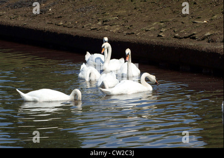 SWANS RIVERSIDE PARK. Banque D'Images