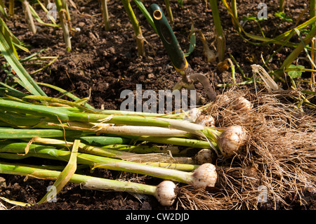 Ail bio récoltés dans un jardin Shropshire Banque D'Images