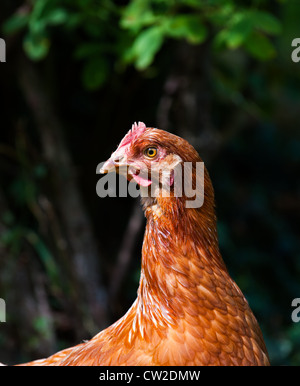 Des poulets dans un jardin, Angleterre Shropshire Banque D'Images