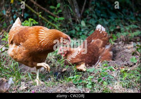 Des poulets dans un jardin, Angleterre Shropshire Banque D'Images