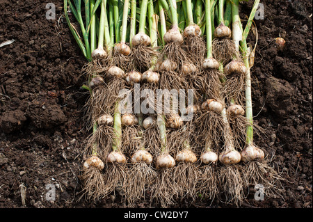 Ail bio récoltés dans un jardin Shropshire Banque D'Images